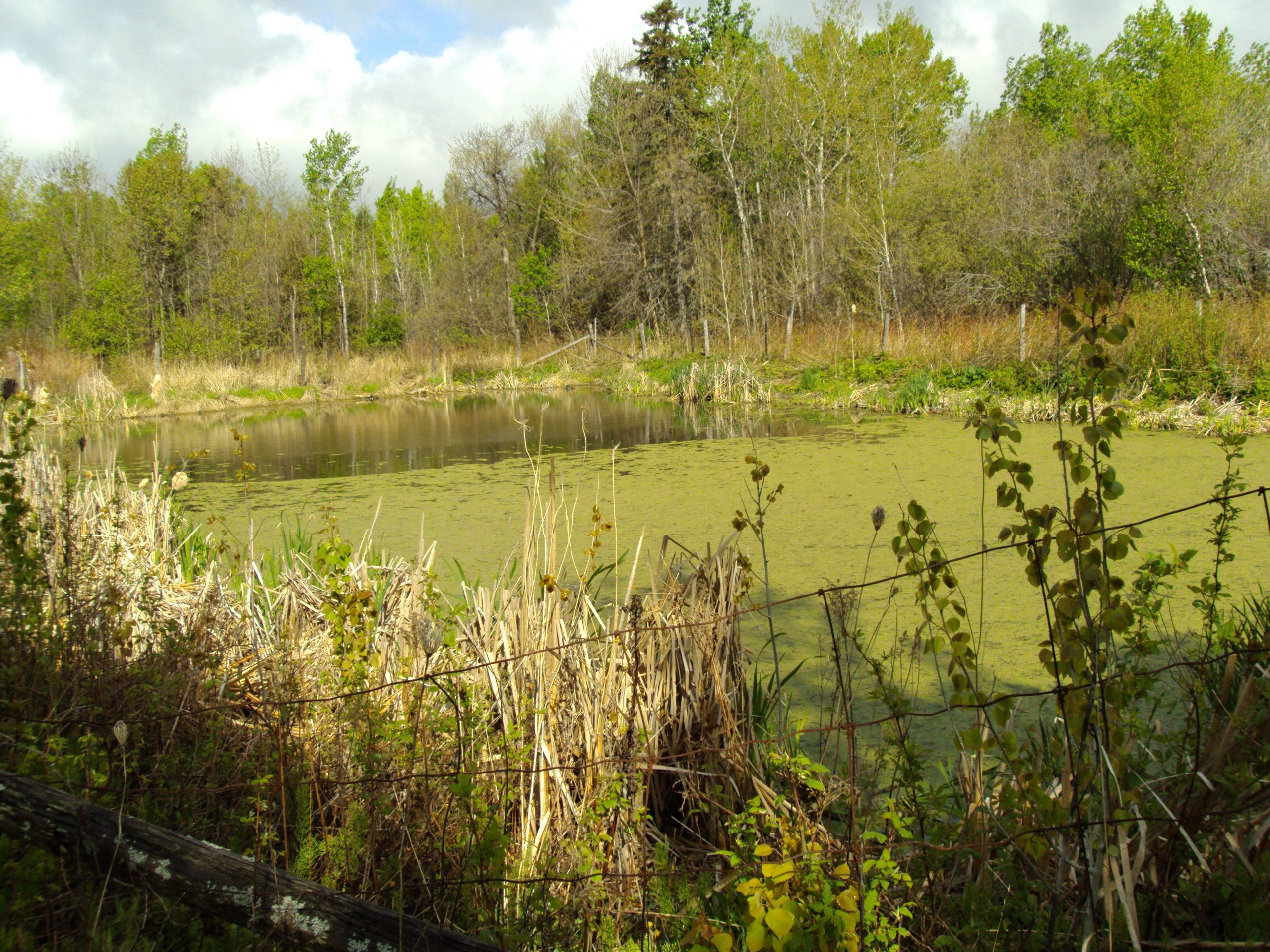 Aqua Wetland lagoon by Contact Canadian Shield Consultants Agency